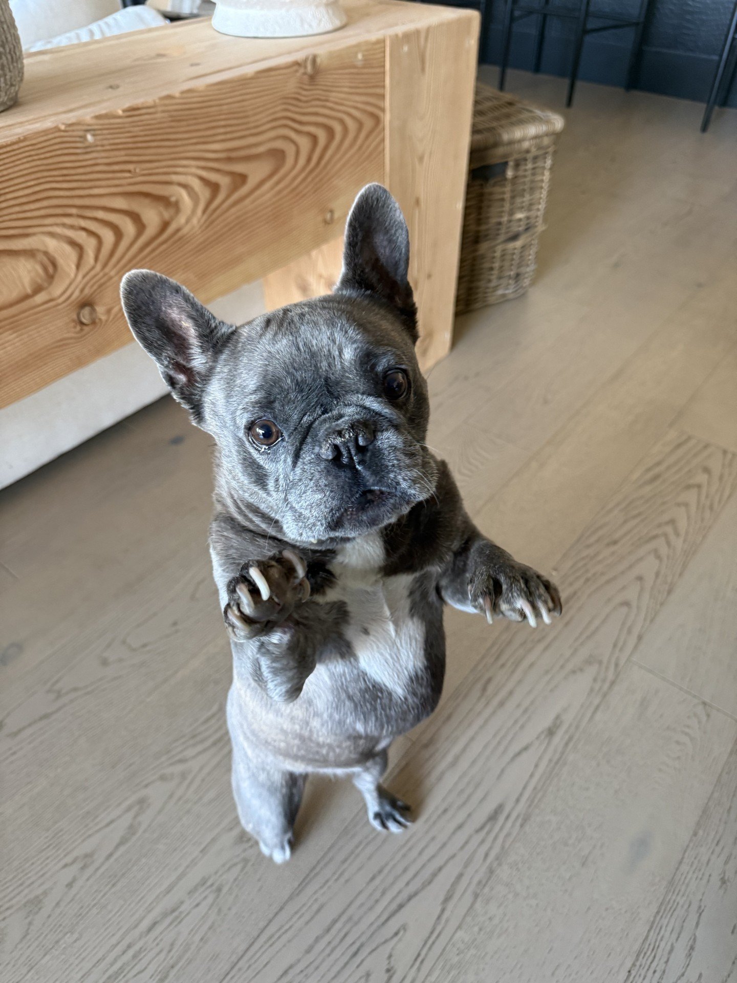 Tula the French Bulldog standing up - Desert Paws AZ Queen Creek pet sitting