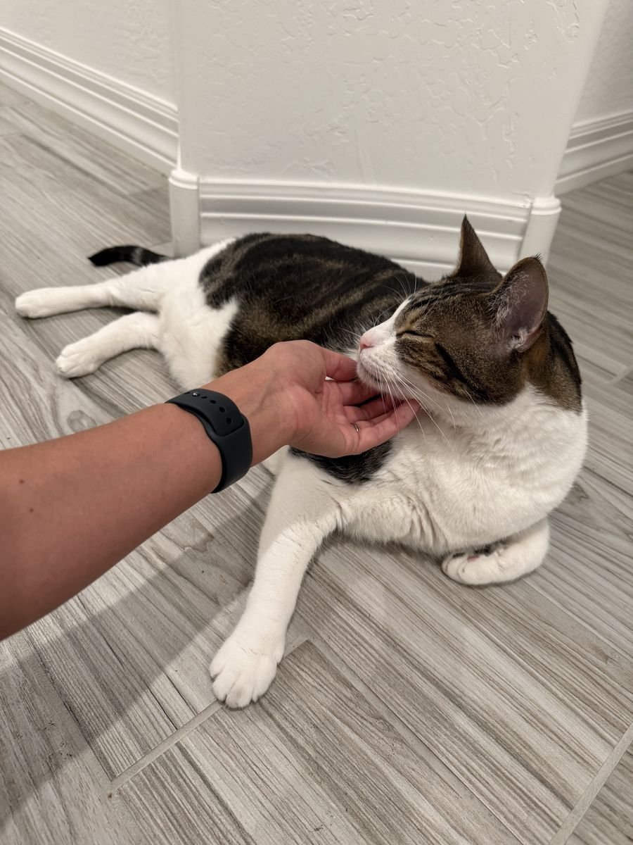 In-home cat sitting visit in Gilbert AZ — chin scratches included