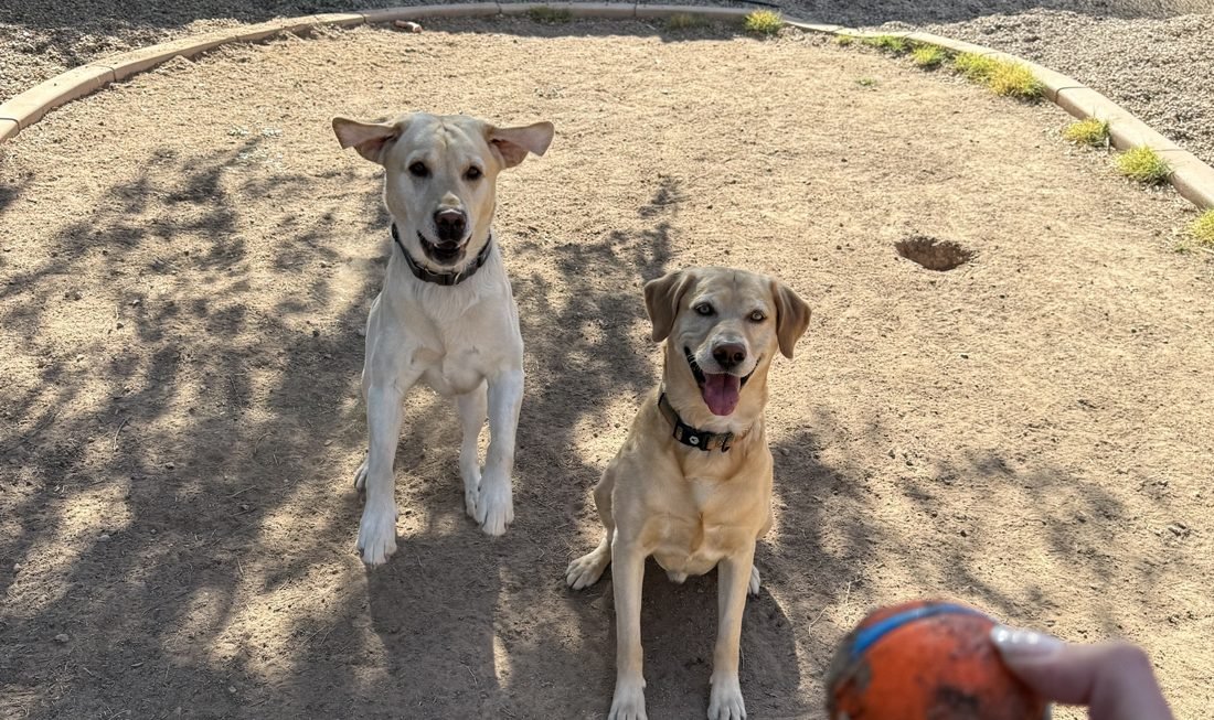 Two lab clients waiting for a ball toss during a drop-in pet sitting visit