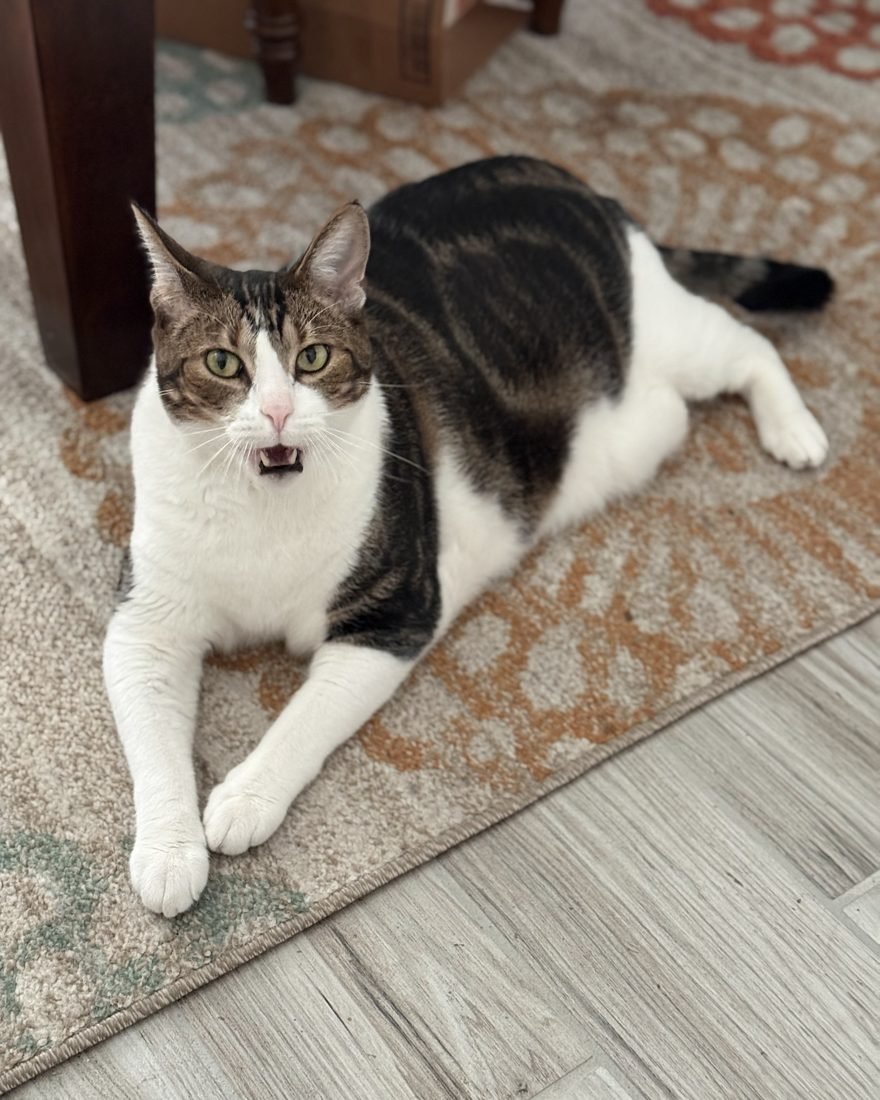 Tabby cat client chatting during an in-home cat sitting visit