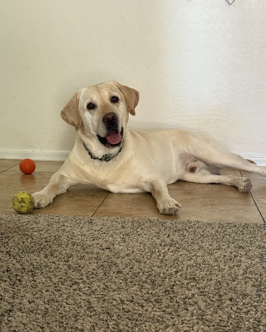 Yellow lab client relaxing with her toys during a drop-in visit