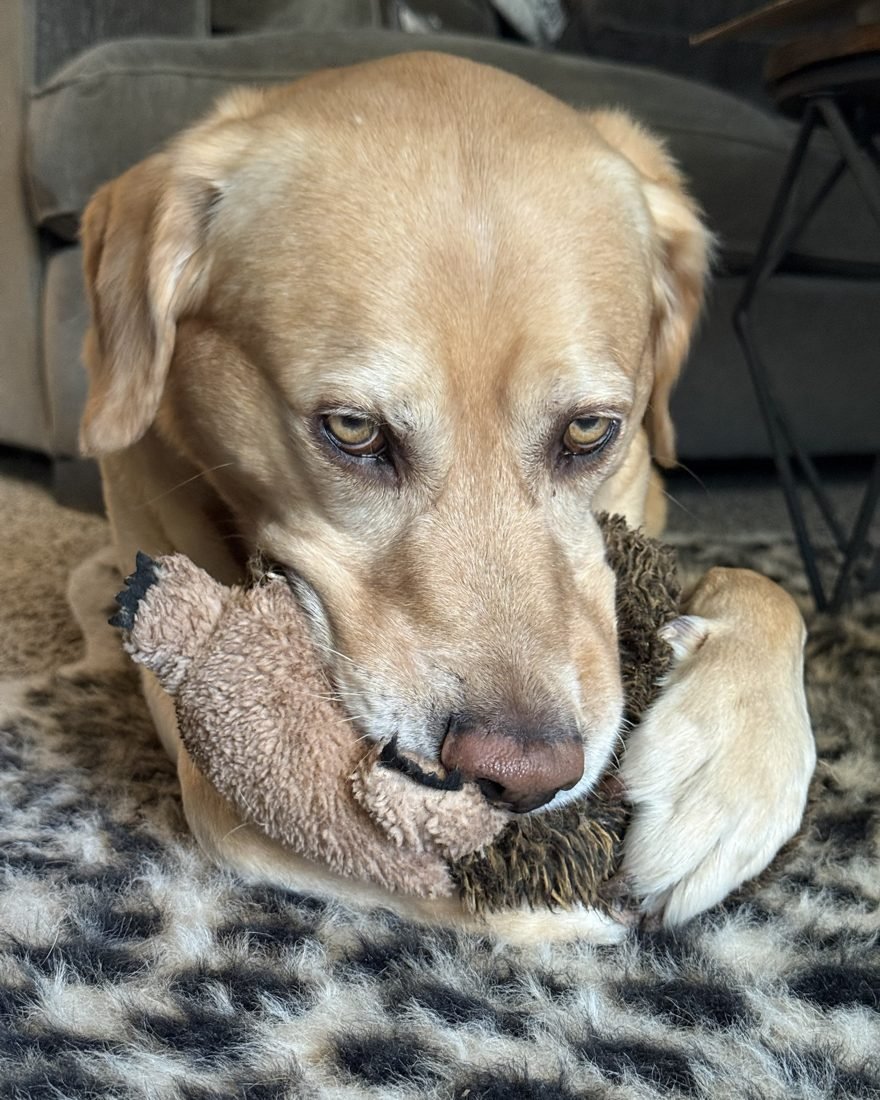 Lab client cuddling a stuffed toy during in-home pet sitting