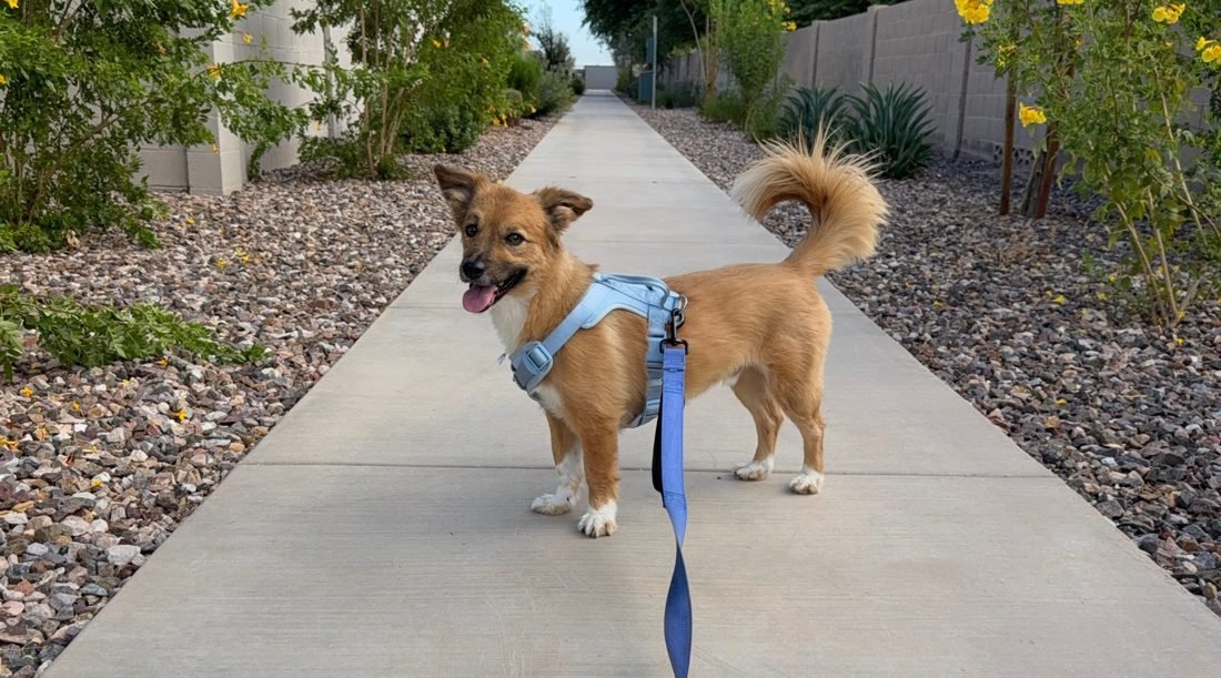 Happy small dog client on a neighborhood dog walk in Queen Creek AZ