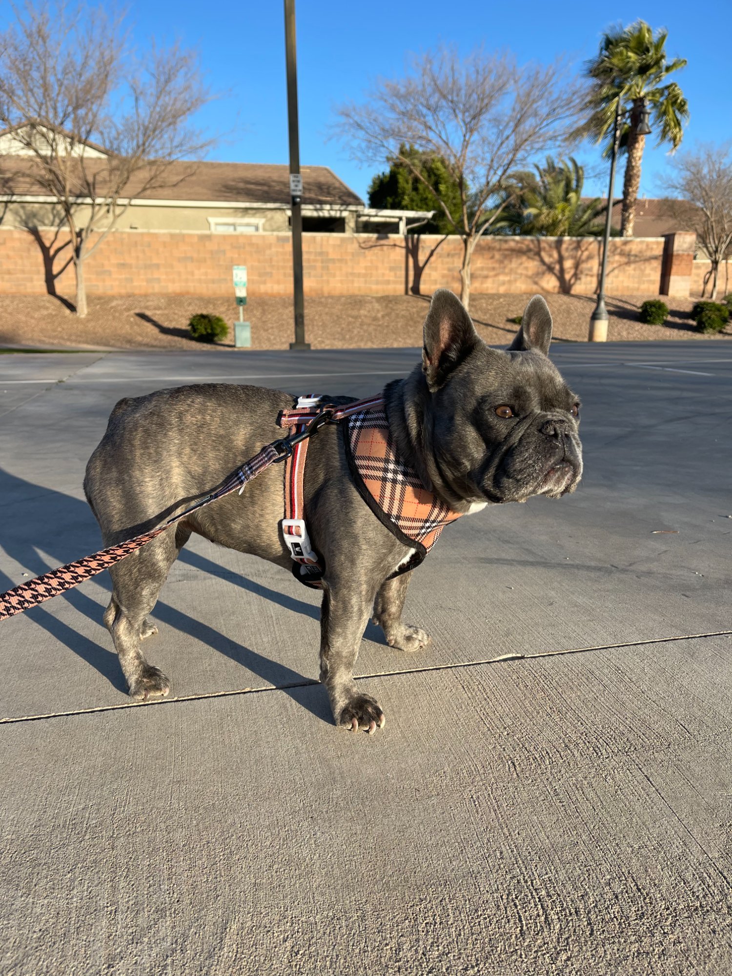 Tula the French Bulldog on a desert walk in Queen Creek Arizona - Desert Paws AZ dog walking
